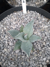 Agave ovatifolia 'Frosty Blue'   2.16 - 7,5 ltr