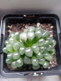Haworthia (onbekend) 3