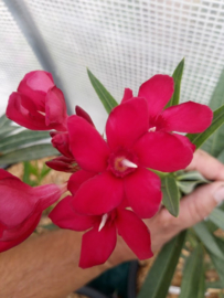 Nerium oleander 'Corrida'