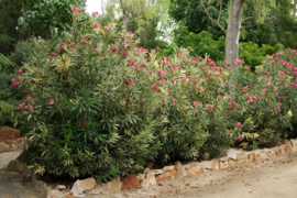 Nerium oleander 'Mrs. Runge' / 'Splendens Foliis Variegatis'