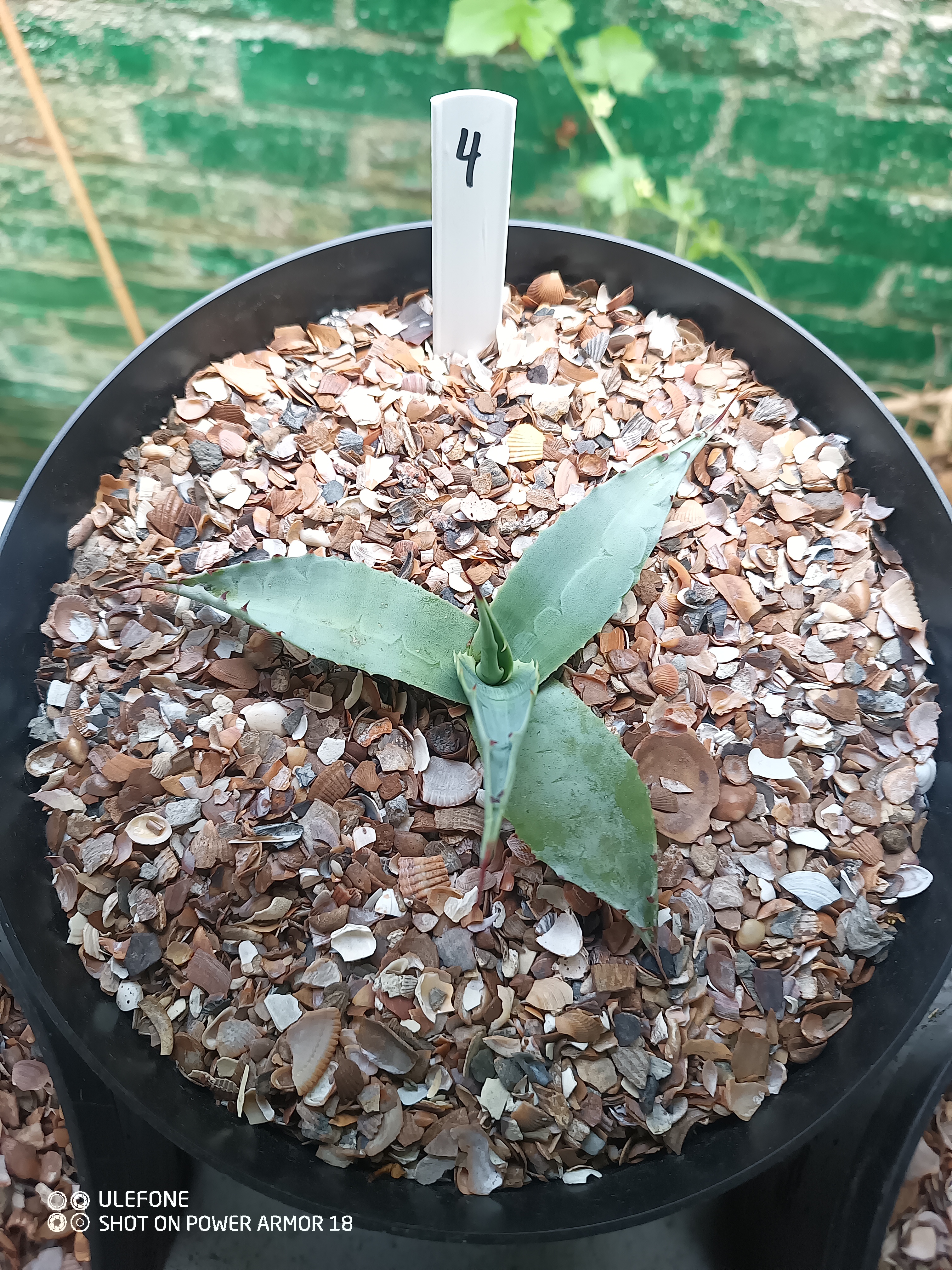 Agave ovatifolia 'Vanzie' 1.04 - 3 ltr
