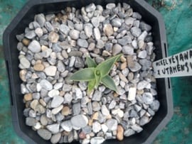 Agave mckelveyana x agave utahensis - 06 - 2 ltr