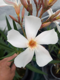 Nerium oleander 'Regis Faure'