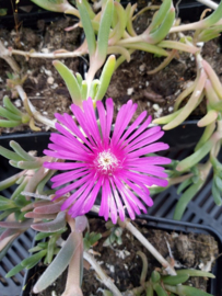 Delosperma cooperi