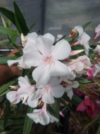 Nerium oleander 'Harriet Newding'