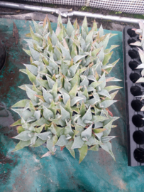Agave ovatifolia 'Vanzie' 1.01 - 3 ltr