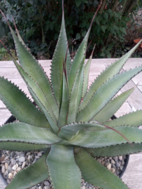 Agave obscura (multihead) - 7,5 ltr