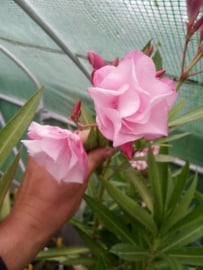 Nerium oleander 'Flamenco'