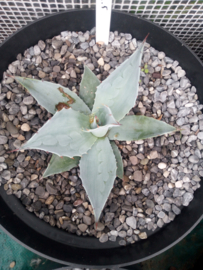 Agave ovatifolia 'Frosty Blue'   2.05 - 7,5 ltr