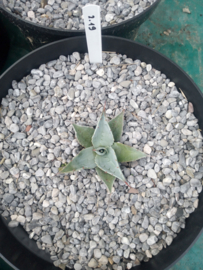 Agave ovatifolia 'Frosty Blue'   2.19 - 7,5 ltr