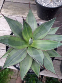 Agave obscura 'Red Skyline' - 7,5 ltr