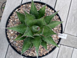 Agave montana - 01 - 7,5 ltr
