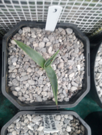 Agave mckelveyana x agave utahensis - 09 - 2 ltr