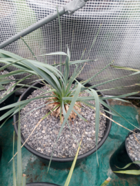 Yucca rostrata 03