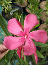 Nerium oleander 'Jannoch'