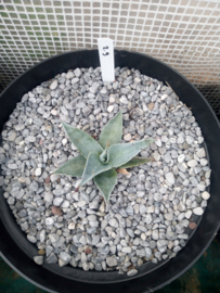 Agave ovatifolia 'Frosty Blue'   2.09 - 7,5 ltr