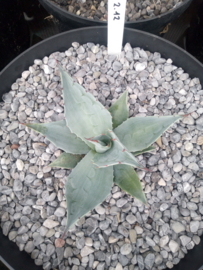 Agave ovatifolia 'Frosty Blue'   2.12 - 7,5 ltr