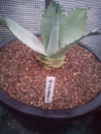 Agave x marmifolia