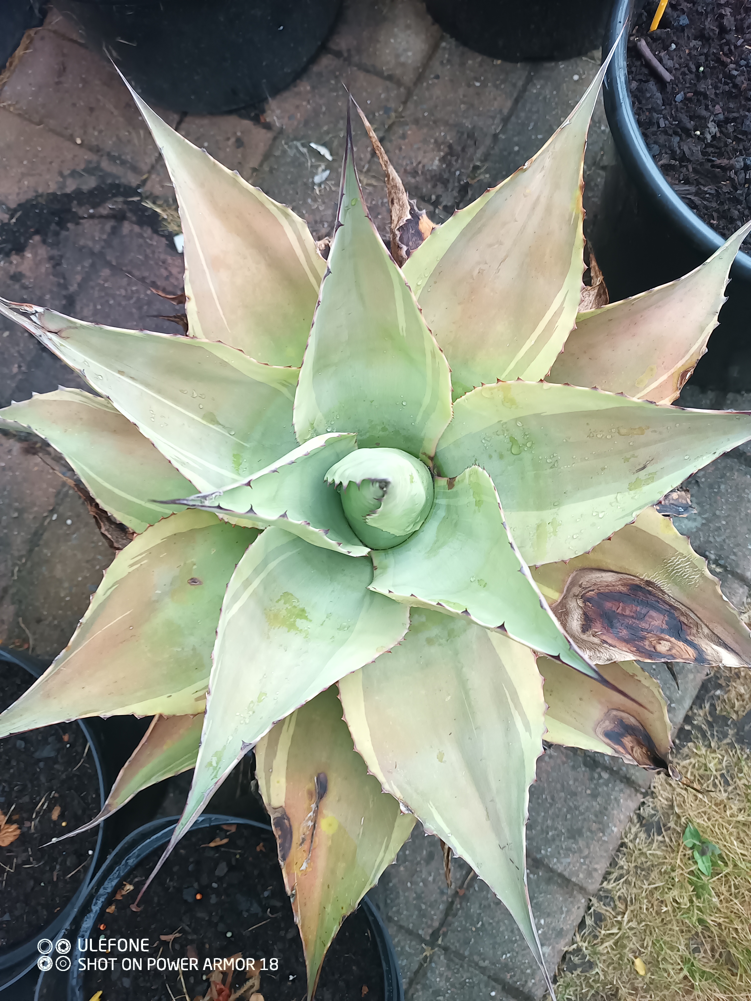 Agave ovatifolia 'Vanzie Variegata'
