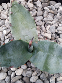 Agave marmota - 3 ltr