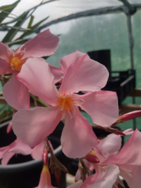Nerium oleander 'Tito Poggi'