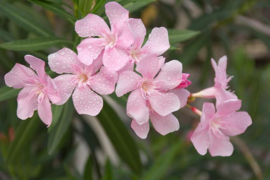 Nerium oleander 'Pink Beauty' / 'Hardy Pink' / 'Monrovia'