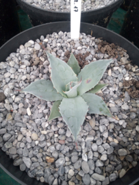Agave ovatifolia 'Frosty Blue'   2.17 - 7,5 ltr