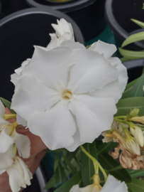 Nerium oleander 'Mont Blanc' / 'Magnolia Willis Sealy'