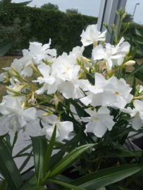 Nerium oleander 'Mont Blanc' / 'Magnolia Willis Sealy'