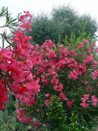 Nerium oleander 'Soleil Levant'