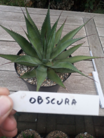 Agave obscura (multihead) - 7,5 ltr