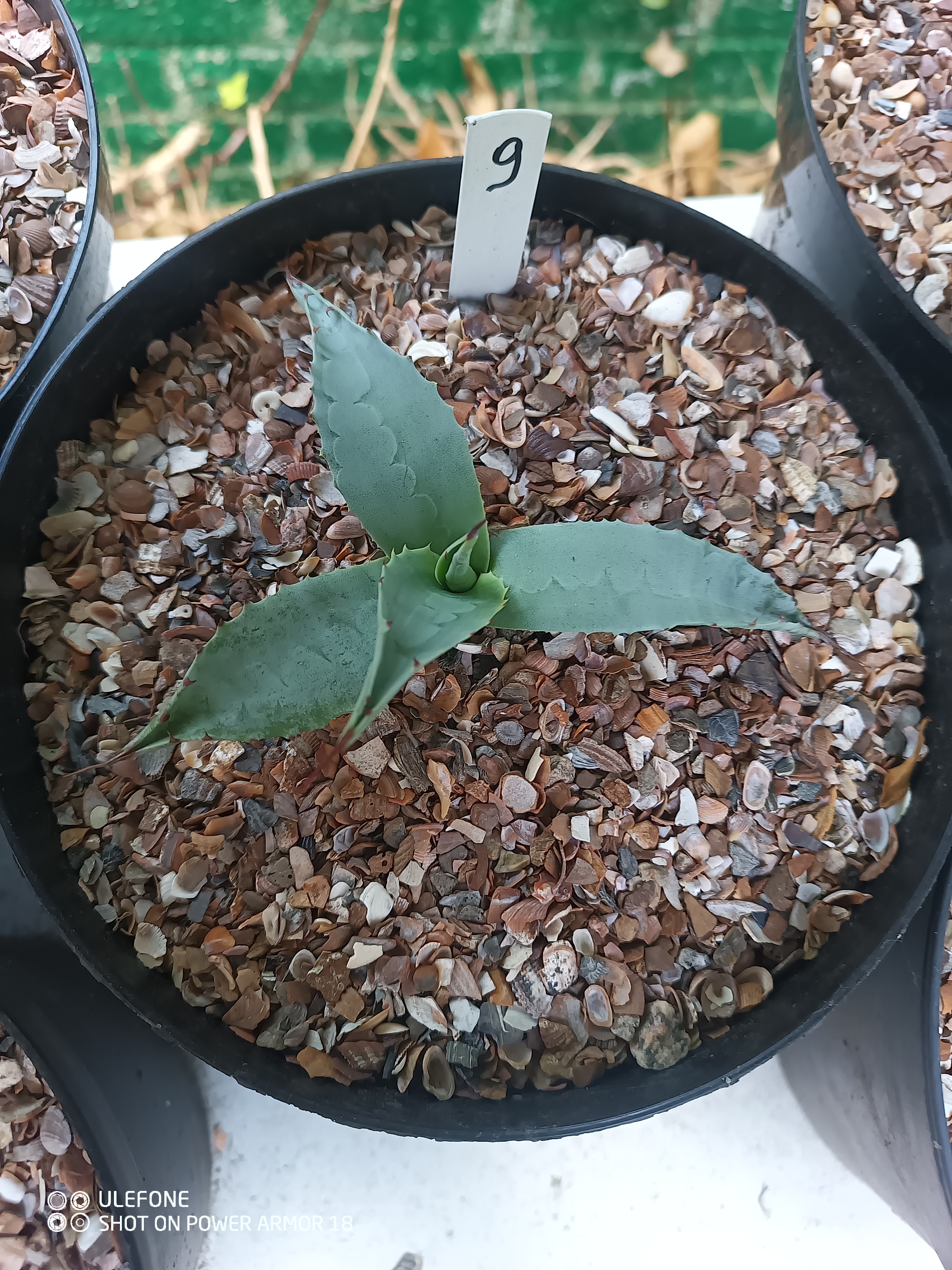 Agave ovatifolia 'Vanzie' 1.09 - 3 ltr