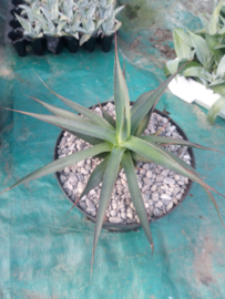 Agave 'Blue Glow' - 3 ltr