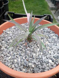 Yucca desmetiana (Yucca aloifolia 'Purpurea') - 03 - 12 ltr