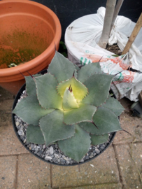 Agave ovatifolia 'Emerald'   1.01 - 10 ltr