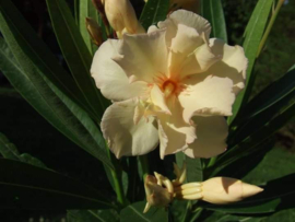 Nerium oleander 'Narrance Ballerina'