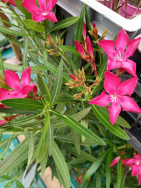 Nerium oleander 'Vuelta'