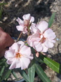 Nerium oleander 'Csilam'