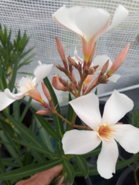 Nerium oleander 'Regis Faure'