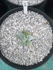 Agave ovatifolia 'Frosty Blue'   2.16 - 7,5 ltr