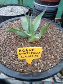Agave ovatifolia 'Cameo'