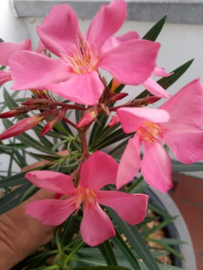Nerium oleander 'Papa Gambetta'