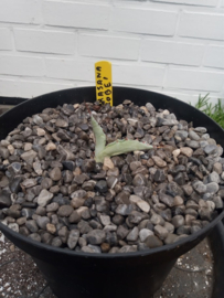 Agave parrasana 'Globe' - 3 ltr