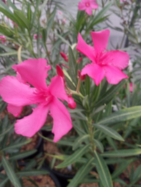Nerium oleander 'Manon' [Exclusief, vermeerderen verboden]