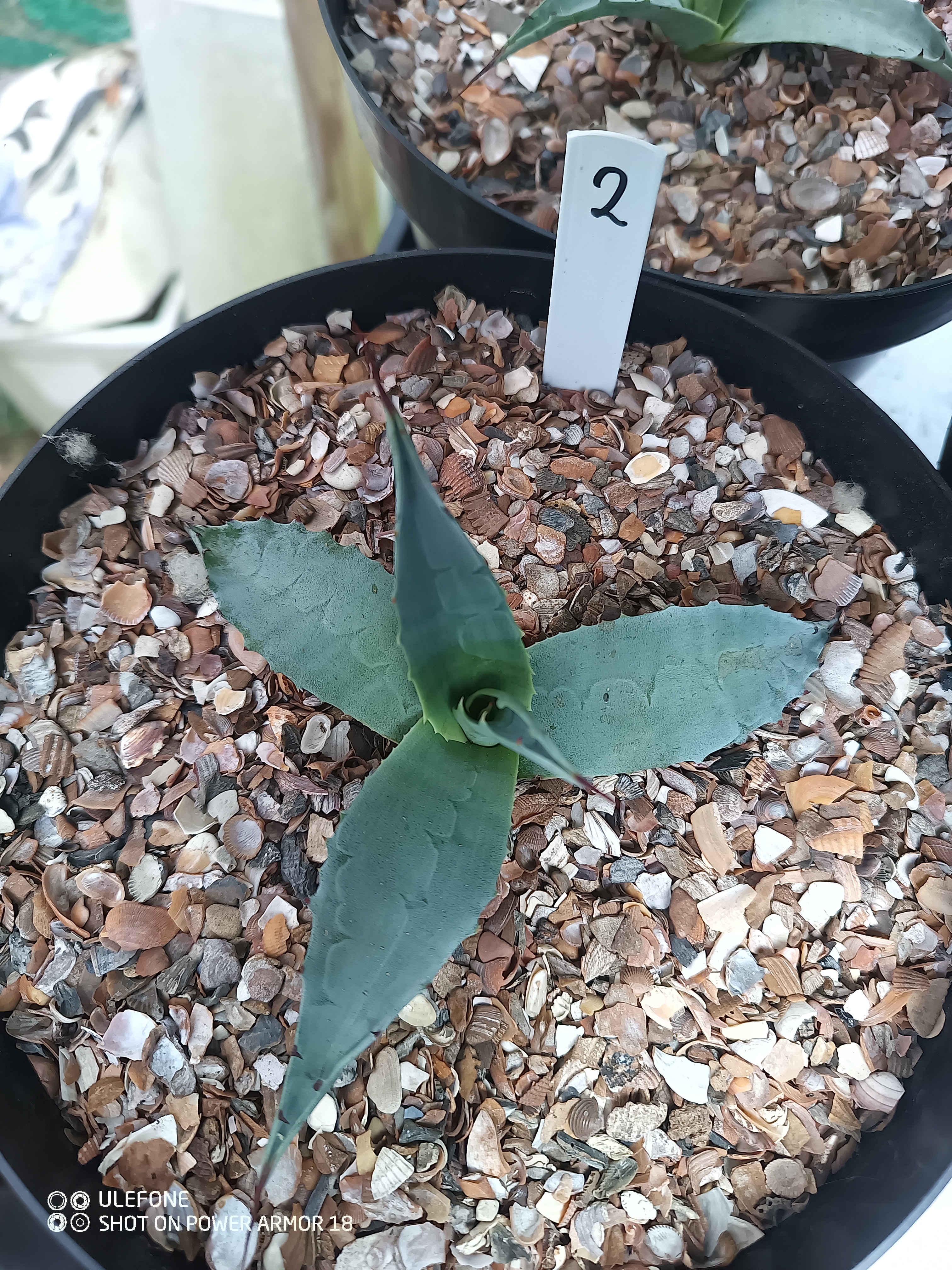 Agave ovatifolia 'Vanzie' 1.02 - 3 ltr