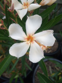 Nerium oleander 'Angiolo Pucci'