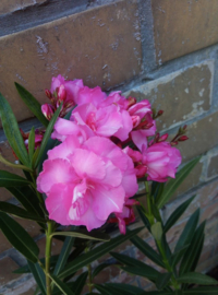 Nerium oleander 'Splendens Giganteum'