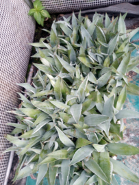 Agave ovatifolia variëteiten en hybriden