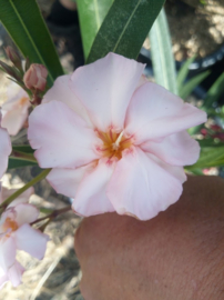 Nerium oleander 'Csilam'