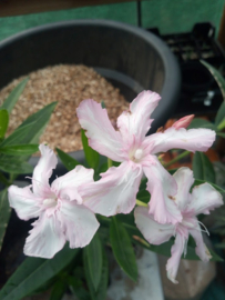 Nerium oleander 'Kewpie'